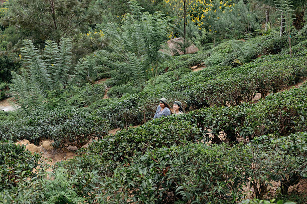 Travelers participate in a hands-on tea picking experience at a hillside plantation. Guided by locals, they pick fresh tea leaves while enjoying the natural scenery, highlighting cultural tourism and sustainable agricultural practices.