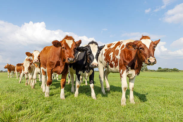 istock Group cows in a row approaching, happy and joyful and a blue sky 2236912015