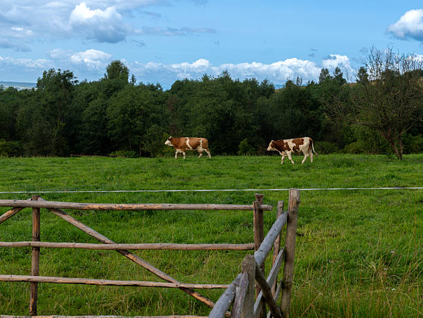 Pair of cows strolling across a green field enclosed by wooden fence. Calm rural farmland scenery representing traditional livestock farming, agriculture, and countryside life.