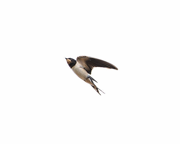 istock Swallow gliding through air with wings fully spread 2236912286