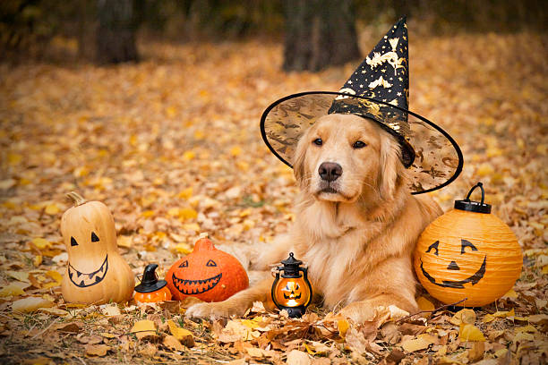 istock Golden Retriever in Witch Hat with Halloween Pumpkins 2236912703