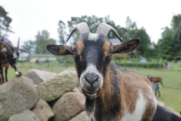 Head of a goat photographed from the front