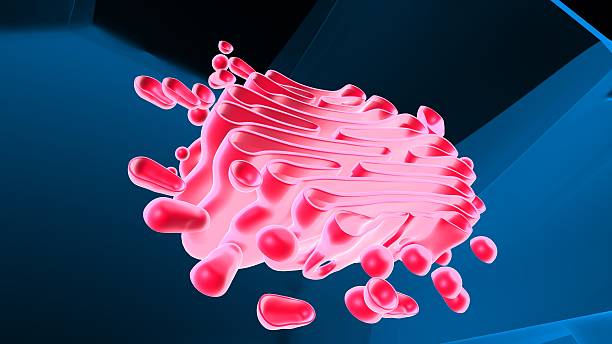 istock Golgi apparatus anatomy. 3d illustrations 2236913117