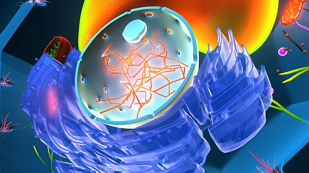 istock Plant cell structure anatomy. 3d illustrations 2236913394