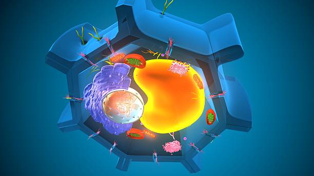 istock Plant cell structure anatomy. 3d illustrations 2236913397