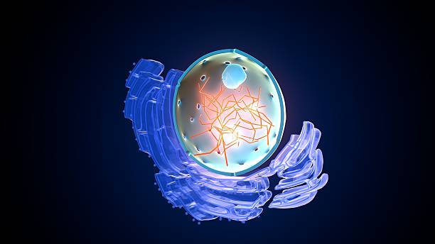 istock Plant nucleus anatomy. 3d illustrations 2236913463