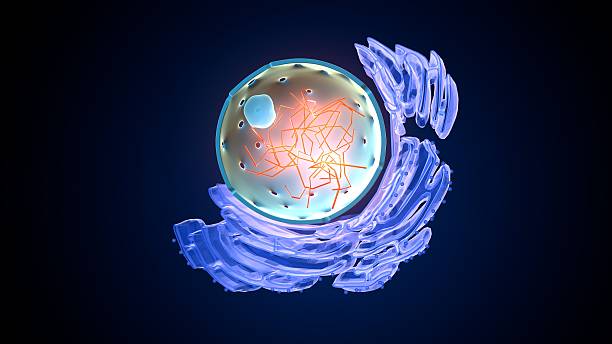 istock Plant nucleus anatomy. 3d illustrations 2236913465