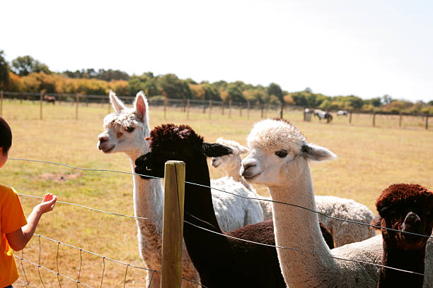 istock Come with me, it's Alpaca feeding time. Happy smiling Alpacas. 2236914852