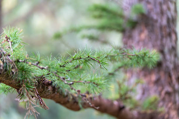 A single larch branch with fresh green needles is shown against a blurred background.