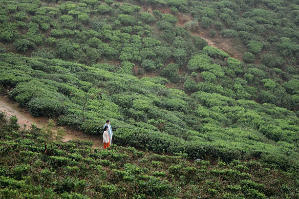 Asian couple exploring tea plantation in Sri Lanka