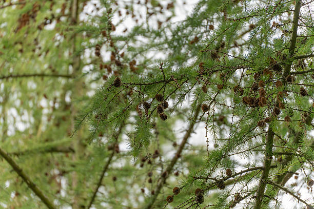 istock The green larch needles bear numerous small brown cones. 2236917671