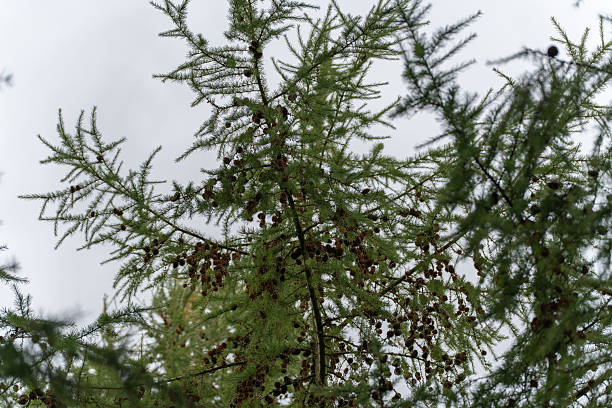 Larch - Larix with cones, top view.