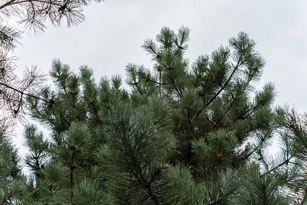 Dense, dark green pine needles protrude against a gray sky.
