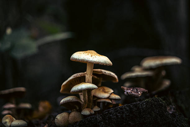 A cluster of poisonous mushrooms rises from the mossy forest floor, their tan caps catching faint light. The scene evokes quiet, natural secrecy and the quiet beauty of woodland life.