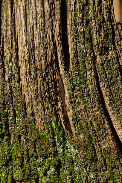 A macro shot of weathered tree bark showing rich textures, deep fissures, and patches of green moss, conveying natural ruggedness and organic calm. Ideal for nature, texture, and outdoor themes.