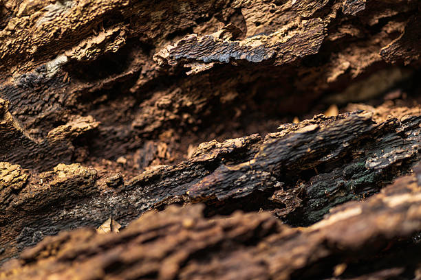 Close-up of rough, weathered bark showing layered, jagged edges and rich brown tones. Natural texture and decay evoke rustic, organic mood suitable for nature, geology, and outdoor themes.