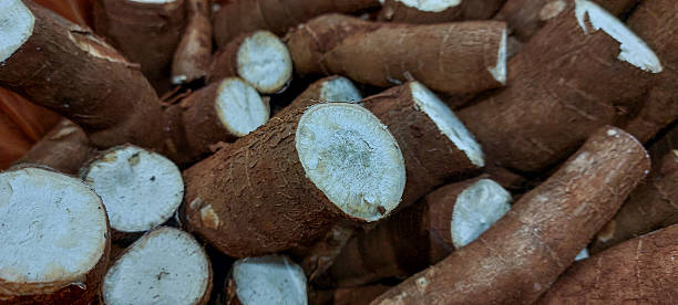 istock cassava in the market, close-up 2236920393