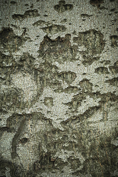 A close up of a gumtree trunk