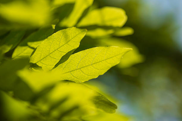 Close-up image of vibrant yellow-green leaves with visible veins, sunlit and softly blurred background. Evokes freshness, nature, and greenery suitable for environmental, outdoor, or wellness themes.