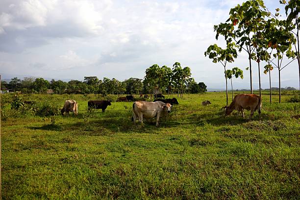 istock cows grazing in the meadow 2236922462