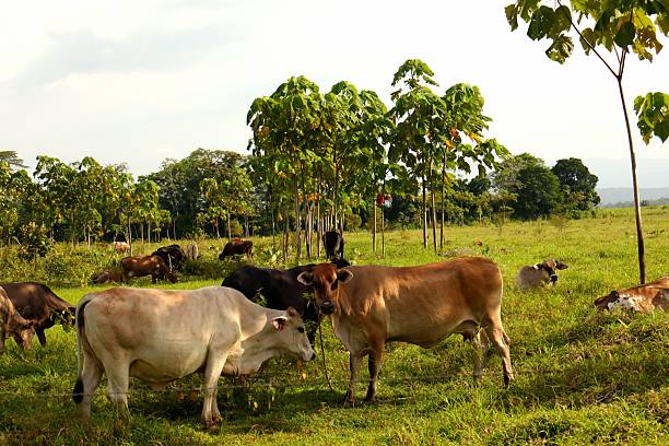 istock cows grazing in the meadow 2236922473