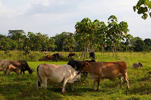 istock cows grazing in the meadow 2236922475