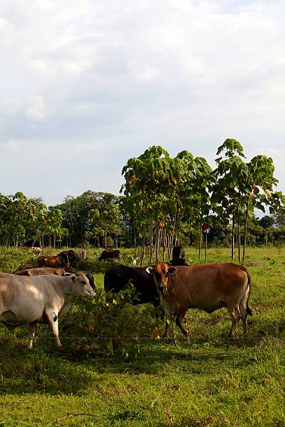 istock cows grazing in the meadow 2236922483