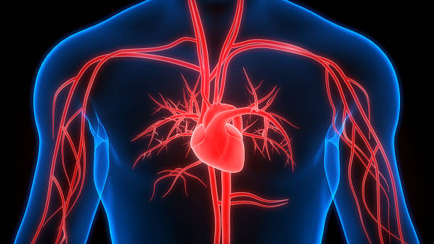 istock Human Circulatory System Heart Anatomy 2236922912
