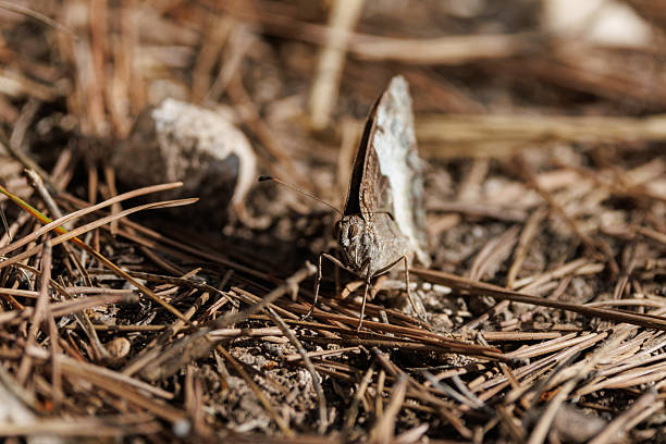 White ringlet butterfly (Hipparchia fidia) seen from the front among fallen leaves in the undergrowth, Alcoy, Spain