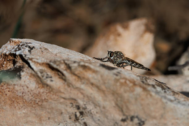 Assassin fly (Asilidae) with negative space on the rock and bokeh effect, Alcoy, Spain