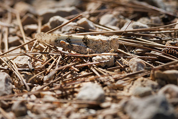 Blue winged sand cricket (Sphingonotus caerulans) camouflaged on the ground among pine needles, Alcoy, Spain