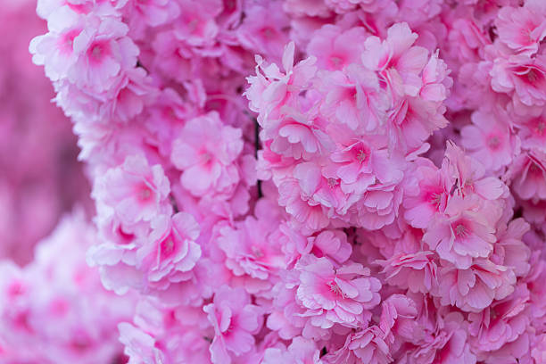 istock Abstract Pink Flowers Background 2236925197