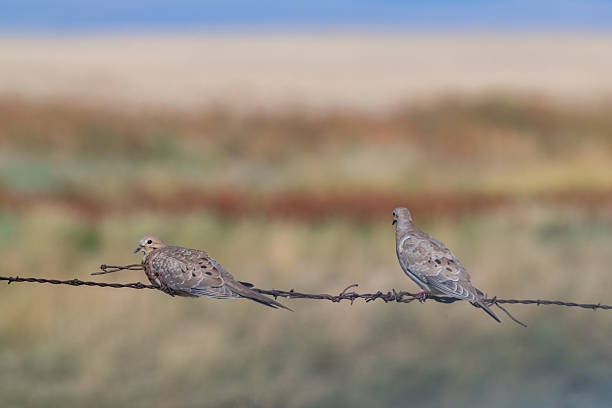In northwest USA, two mourning doves perched on old barbed wire fence.