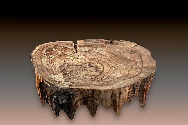 high resolution tree trunk section wooden texture
