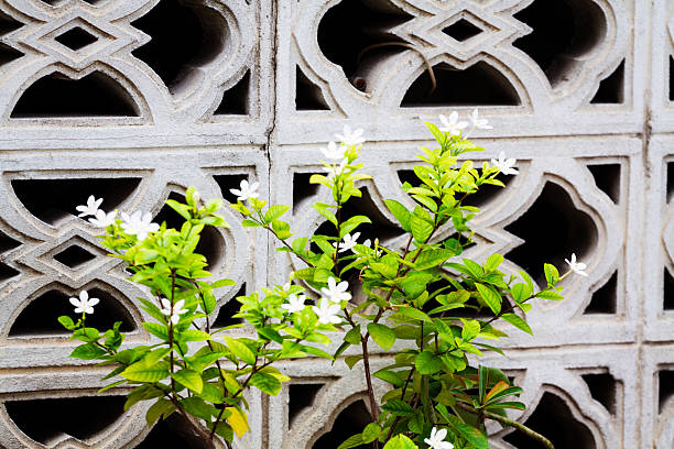 Flowering tropical bush at wall