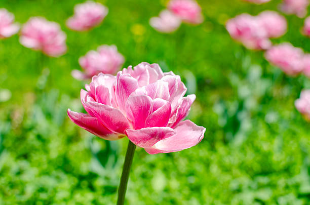 A vibrant pink tulip standing tall in a green field filled with blooming flowers.