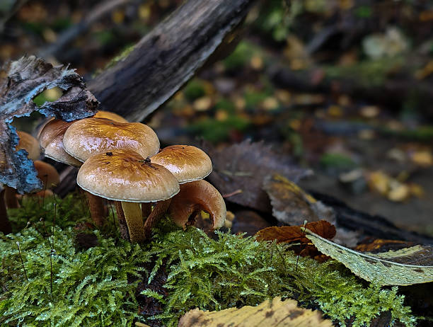 istock Mushrooms Growing on Mossy Log in Autumn Forest 2236929919