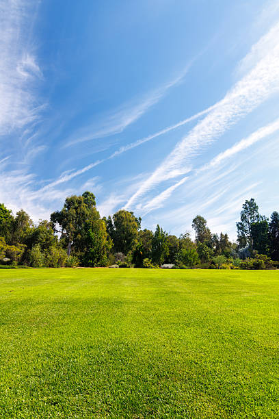 istock A vast green grass meadow stretching towards the horizon with a trees 2236930539