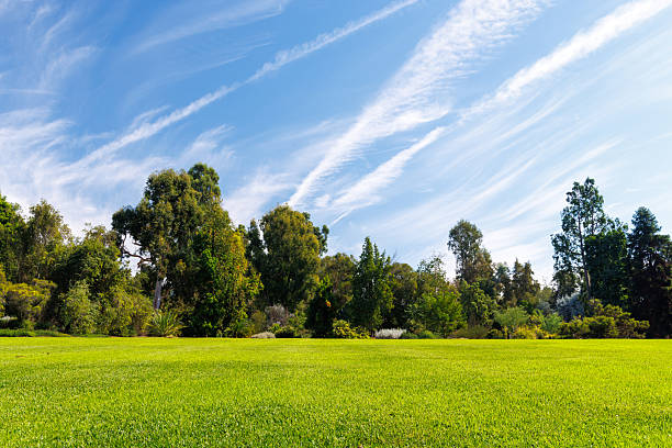 istock A vast green grass meadow stretching towards the horizon with a trees 2236930574