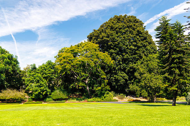 A vast green grass meadow stretching towards the horizon with a trees dotting the landscape under a bright, sunny sky