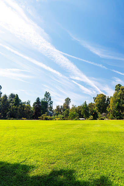 istock A vast green grass meadow stretching towards the horizon with a trees 2236930623