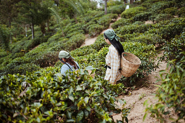 istock Visitors learning traditional tea leaf picking in hillside plantation 2236931199