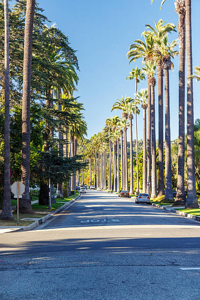 istock Iconic Beverly Hills street lined with towering palm trees under a bright sunny sky 2236931409