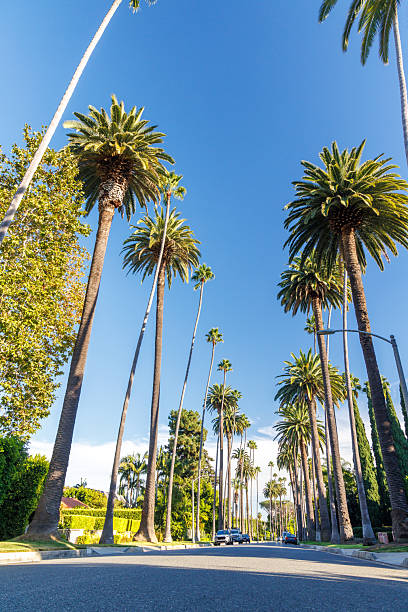 istock Iconic Beverly Hills street lined with towering palm trees under a bright sunny sky 2236931474