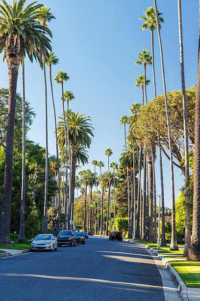 istock Iconic Beverly Hills street lined with towering palm trees under a bright sunny sky 2236931526
