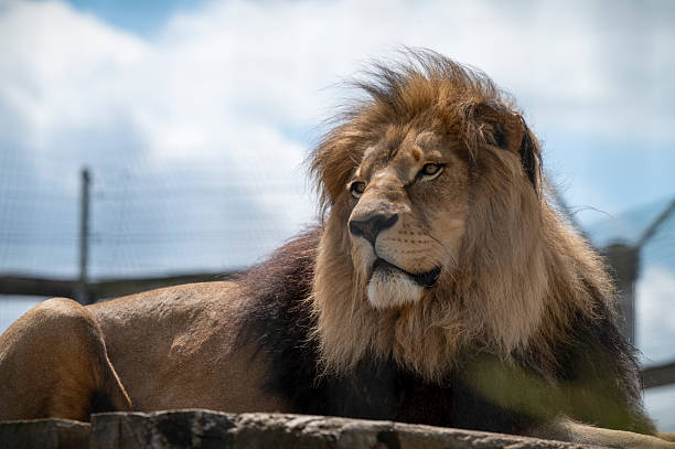 istock Adult Male Lion Resting 2236932357