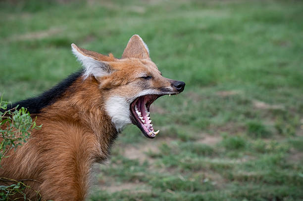 istock Close up Maned Wolf Yawning 2236932571