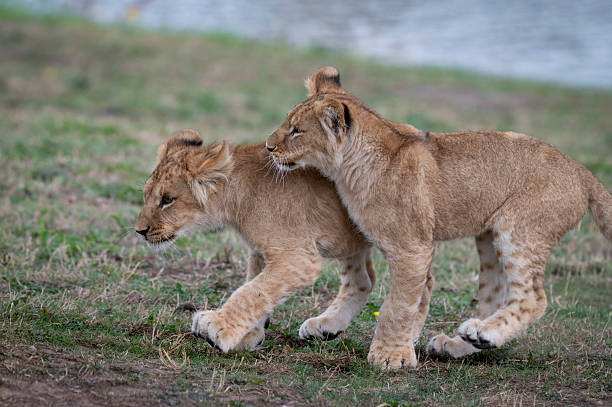istock Two Lion Cubs Playing Together 2236933026