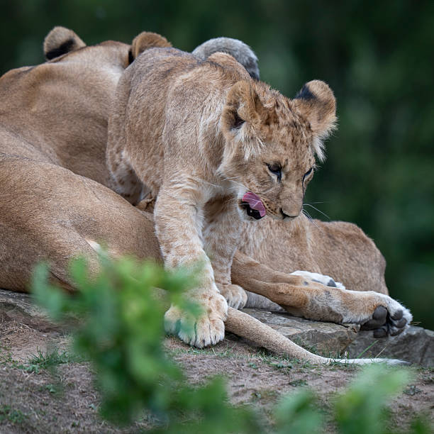 istock Lioness With Her Young Cubs 2236933725
