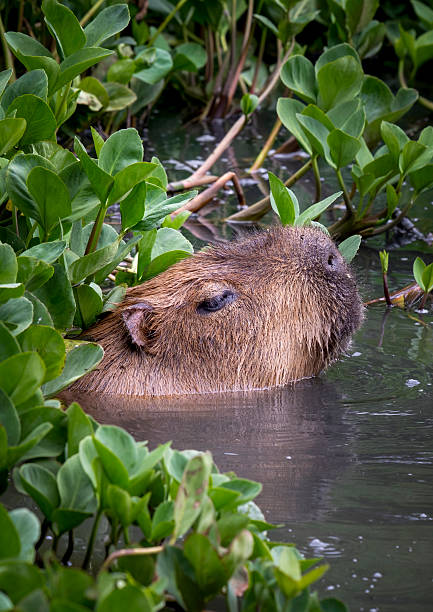 istock Capybara in Water Searching for Food 2236933842